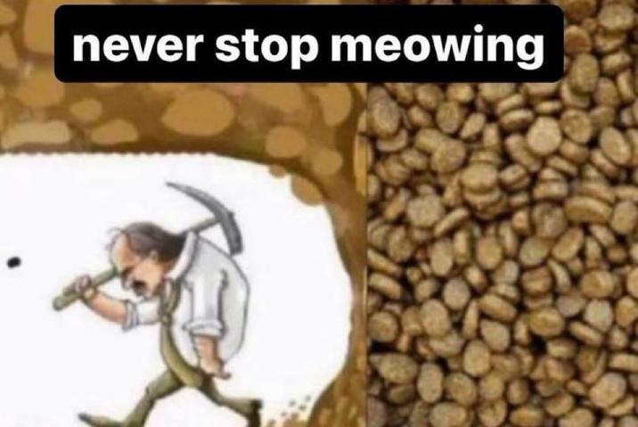 never stop meowing