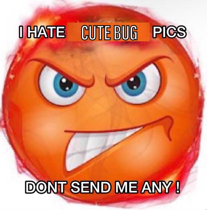 I HATE CUTE BUG PICS DONT SEND ME ANY!