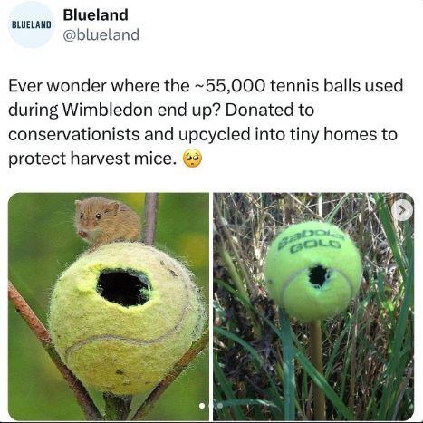 BLUELAND Blueland @blueland Ever wonder where the ~55,000 tennis balls used during Wimbledon end up? Donated to conservationists and upcycled into tiny homes to protect harvest mice. → GOLD