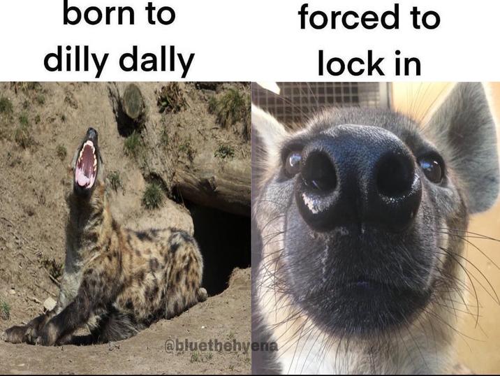 born to dilly dally forced to lock in abluethehvena