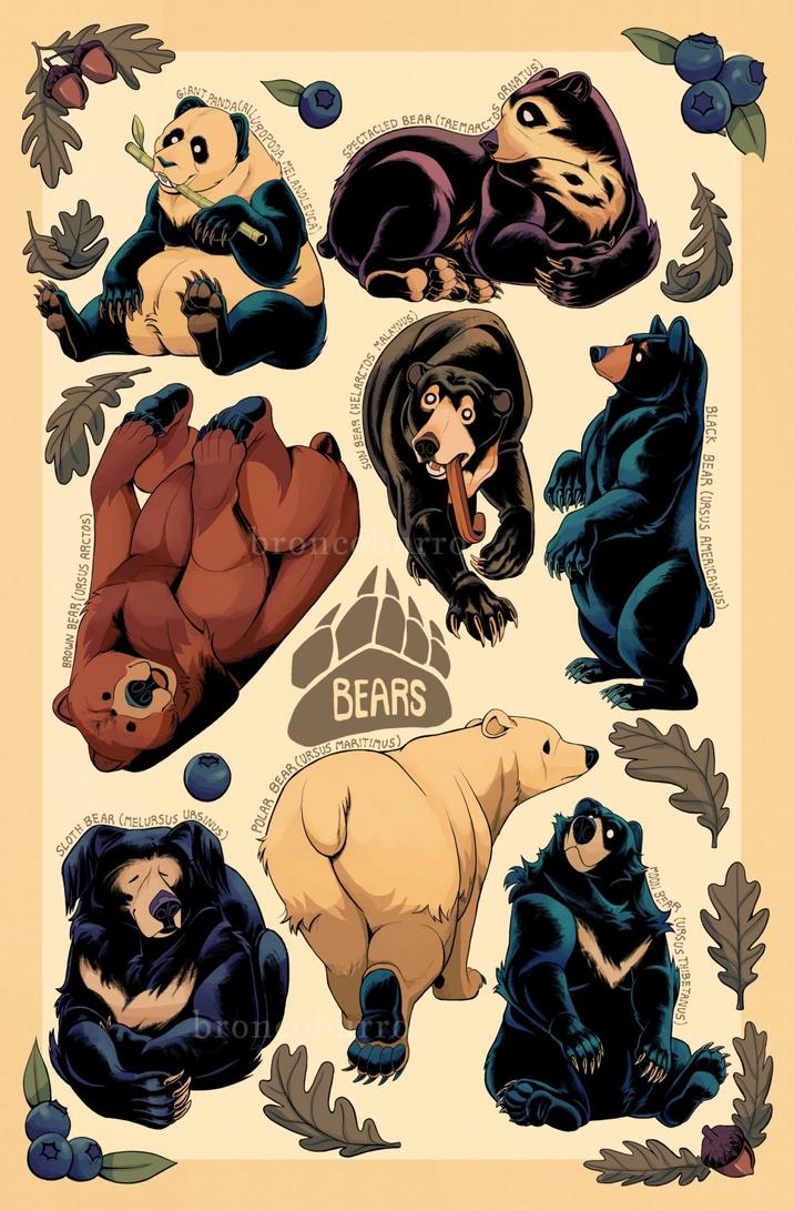 BROWN BEAR (URSUS ARCTOS) SLOTH BE BSINUS) ALLUROPODA MELANOLEUCA) POLAR BEAR (URSUS bron ORNATUS) ACTOS ED BEAR (TREMARES SPECTACLED SUN BEAR (HELARCTOS MALAYNUS) BEARS BLACK BEAR (URSUS AMERICANUS) MOON BE R (URSUS THIBETANUS)