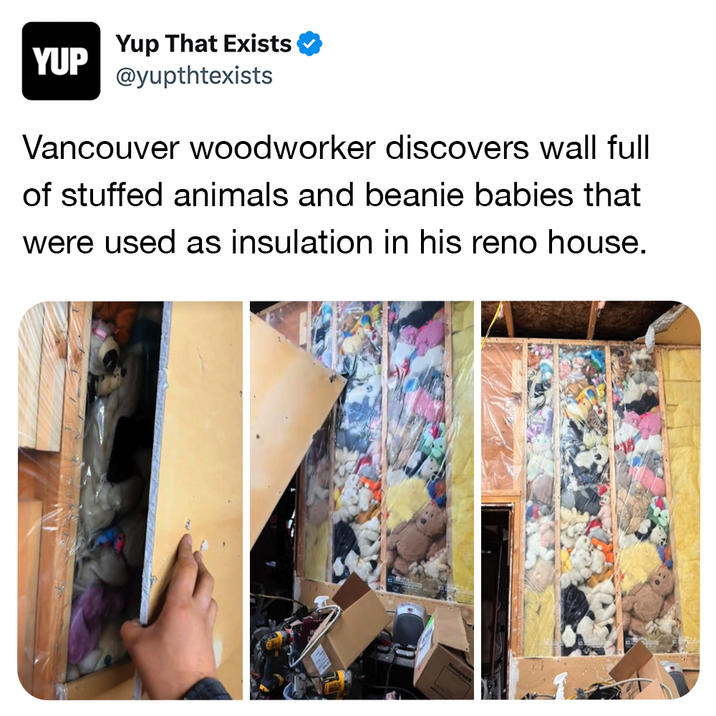 YUP Yup That Exists @yupthtexists Vancouver woodworker discovers wall full of stuffed animals and beanie babies that were used as insulation in his reno house.