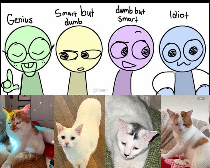 X user @QTsnack's Genius, Smart but Dumb, Dumb but Smart, Idiot meme about their cats