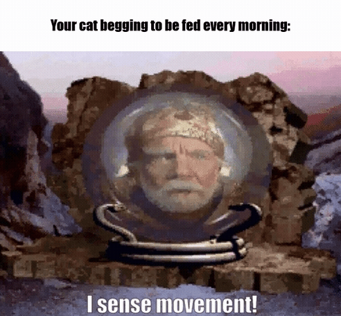 Your cat begging to be fed every morning: I sense movement!