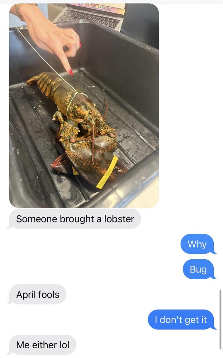 Someone brought a lobster April fools Me either lol Why Bug I don't get it