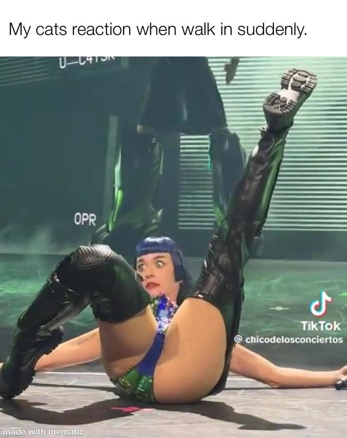 My cats reaction when walk in suddenly. U-C413 OPR made with mematic مل TikTok chicodelosconciertos