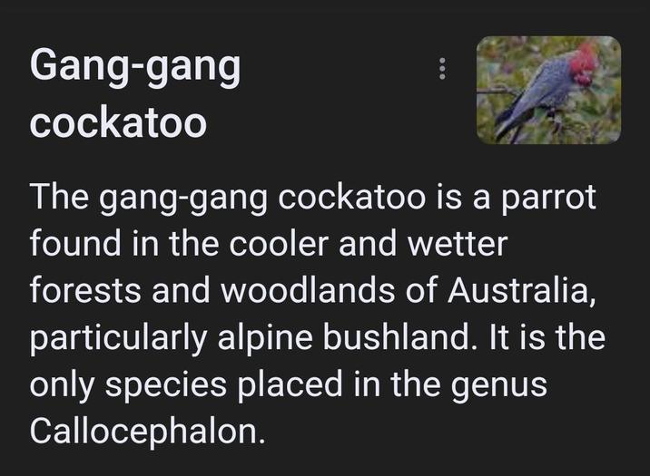 Gang-gang cockatoo The gang-gang cockatoo is a parrot found in the cooler and wetter forests and woodlands of Australia, particularly alpine bushland. It is the only species placed in the genus Callocephalon.
