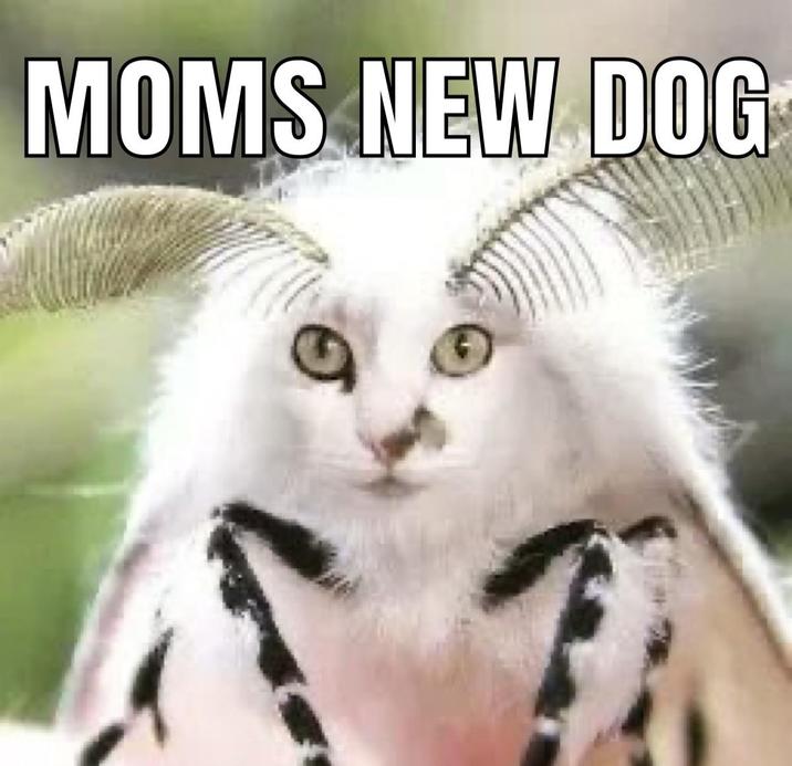 MOMS NEW DOG