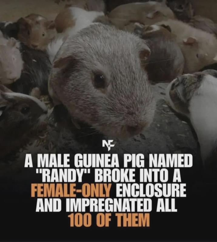 A MALE GUINEA PIG NAMED "RANDY" BROKE INTO A FEMALE-ONLY ENCLOSURE AND IMPREGNATED ALL 100 OF THEM