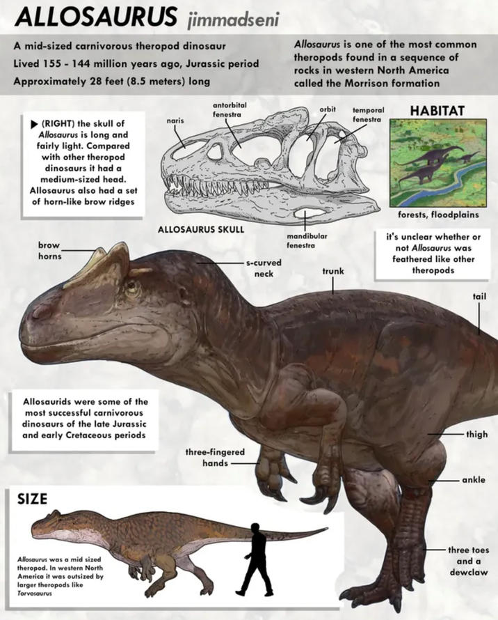 Allosaurus paleo file | Paleontology | Know Your Meme