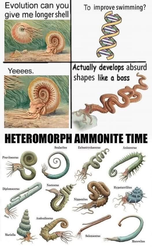 Evolution can you give me longer shell Yeeees. To improve swimming? Actually develops absurd shapes like a boss HETEROMORPH AMMONITE TIME Pravitoceras Diplomoceras Scalarites Eubostrychoceras Nostceras doot Audouliceras Mariella Anisoceras Hypoturrilites Nipponites Solenoceras 2 Morewites