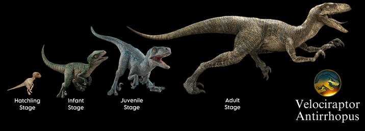 www Hatchling Infant Juvenile Stage Stage Stage Adult Stage Velociraptor Antirrhopus
