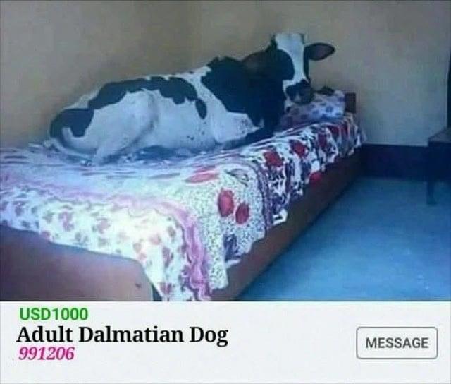 USD1000 Adult Dalmatian Dog 991206 MESSAGE