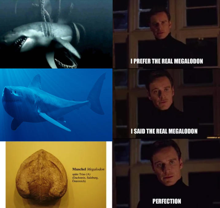 Muschel Megalodon späte Trias (A) (Dachstein, Salzburg. Österreich) I PREFER THE REAL MEGALODON I SAID THE REAL MEGALODON PERFECTION