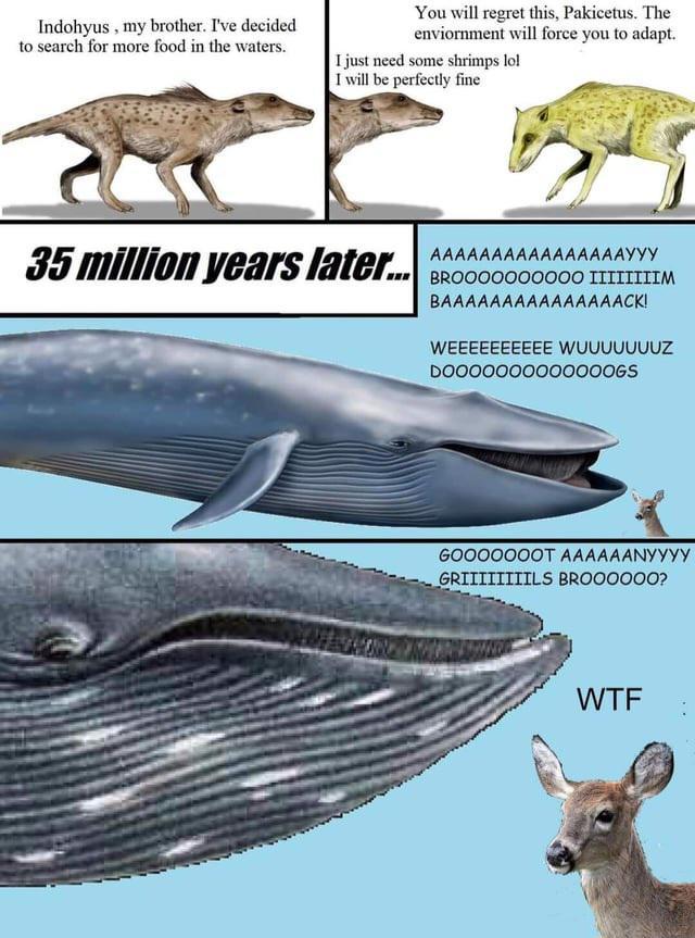 Indohyus, my brother. I've decided to search for more food in the waters. You will regret this, Pakicetus. The enviornment will force you to adapt. I just need some shrimps lol I will be perfectly fine 35 million years later... AAAAAAAAAAAAAAAAYYY BR0000000000 IIIIIIIIM BAAAAAAAAAAAAAAACK! WEEEEEEEEEE WUUUUUUUZ D0000000000000GS GOOOOOOOT AAAAAANYYYY GRIIIIIIIILS BROOOOOO? W--