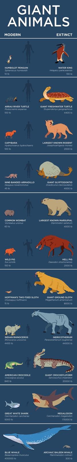 GIANT ANIMALS MODERN EXTINCT HUMBOLDT PENGUIN Spheniscus humboldti 10 lb WATER KING Inkayacu paracasensis 130 lb ARRAU RIVER TURTLE Podocnemis expansa GIANT FRESHWATER TURTLE Stupendemys geographicus 100 lb 4400 lb CAPYBARA Hydrochoerus hydrochaeris 100 lb LARGEST KNOWN RODENT Josephoartigasia monesi 2000 lb NINE-BANDED ARMADILLO Dasypus novemcinctus 45 lb GIANT GLYPTODONTID Doedicurus clavicaudatus 4000 lb COMMON WOMBAT Vombatus ursinus LARGEST KNOWN MARSUPIAL Diprotodon optatum 60 lb 4000 lb WILD PIG HELL PIG Sus scrofa 150 lb Daeodon shoshonensis 2000 lb HOFFMAN'S TWO-TOED SLOTH Choloepus hoffmanni GIANT GROUND SLOTH Megatherium americanum 15 lb 8000 lb INDIAN RHINOCEROS Rhinoceros unicornis 4400 lb INDRICOTHERIUM Paraceratherium bugtiense 44000 lb AMERICAN CROCODILE Crocodylus acutus GIANT CROCODYLIFORM Sarcosuchus imperator 840 lb GREAT WHITE SHARK Carcharodon carcharias 5000 lb 20000 lb MEGALODON Carcharodon megalodon 175000 lb BLUE WHALE Balaenoptera musculus 400000 lb ARCHAIC BALEEN WHALE Mammalodon colliveri 300 lb