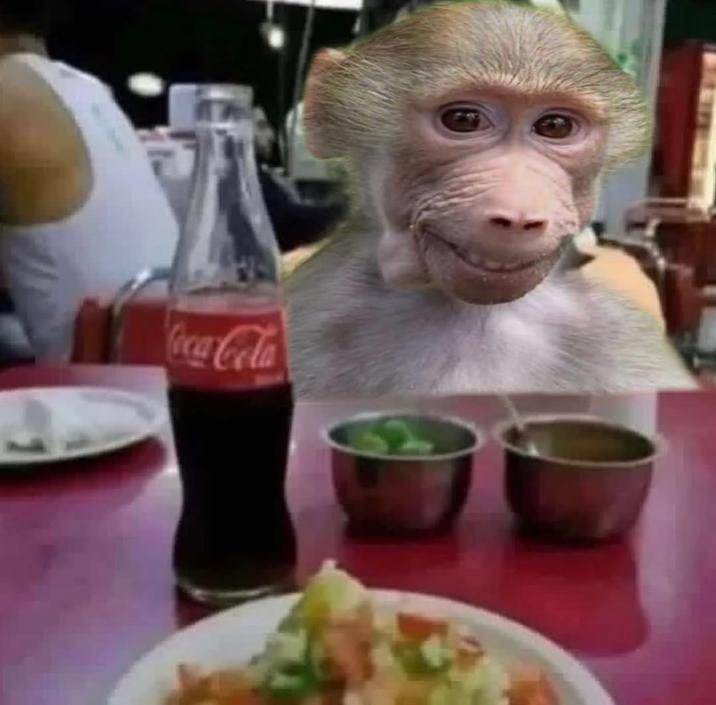 eating mexican food with pubert A "photoshop":https://knowyourmeme.com/memes/sites/photoshop of Pubert the "monkey":https://knowyourmeme.com/memes/monkeys-apes eating Mexican food.