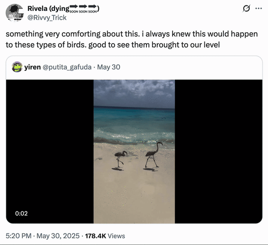 X user @Rivvy_Trick tweeted, "something very comforting about this. i always knew this would happen to these types of birds. good to see them brought to our level," to react to a video of two flamingos getting knocked over by a wave while trying to strut down a beach. 