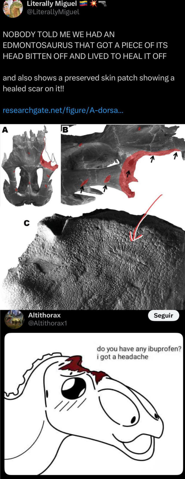 Literally Miguel @LiterallyMiguel NOBODY TOLD ME WE HAD AN EDMONTOSAURUS THAT GOT A PIECE OF ITS HEAD BITTEN OFF AND LIVED TO HEAL IT OFF and also shows a preserved skin patch showing a healed scar on it!! researchgate.net/figure/A-dorsa... A B C Altithorax @Altithorax1 //// Seguir 1 do you have any ibuprofen? i got a headache