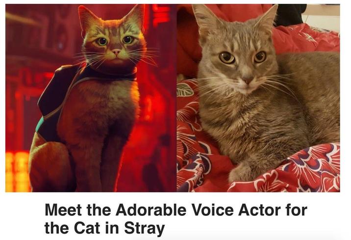 Meet the Adorable Voice Actor for the Cat in Stray