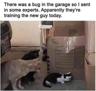 There was a bug in the garage so I sent in some experts. Apparently they're training the new guy today.