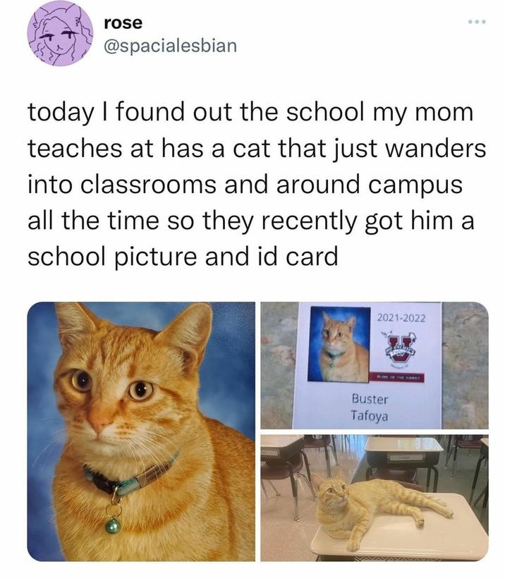 rose @spacialesbian today I found out the school my mom teaches at has a cat that just wanders into classrooms and around campus all the time so they recently got him a school picture and id card 2021-2022 HOME OF THE HARES Buster Tafoya