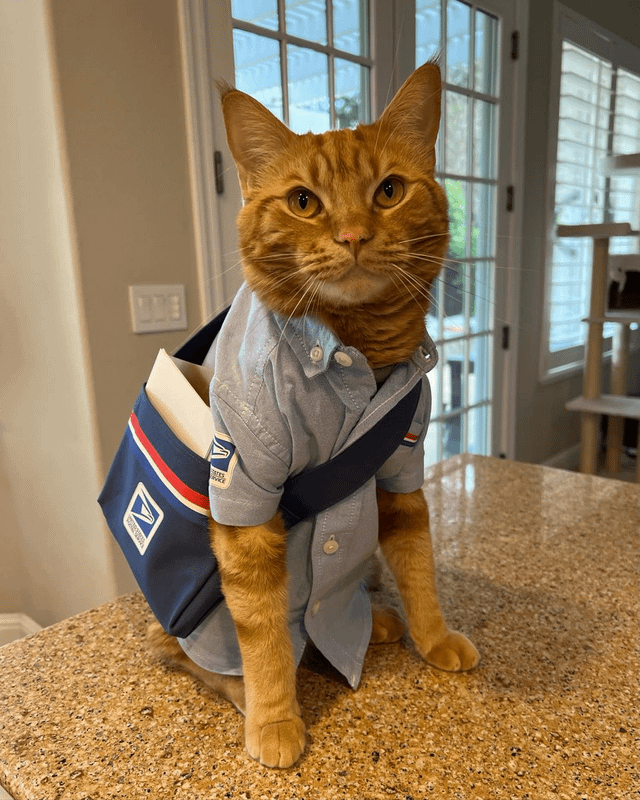 25 Cats With Real Jobs And Serious Careers Know Your Meme 25 Cats With Real Jobs And Serious Careers Know Your Meme