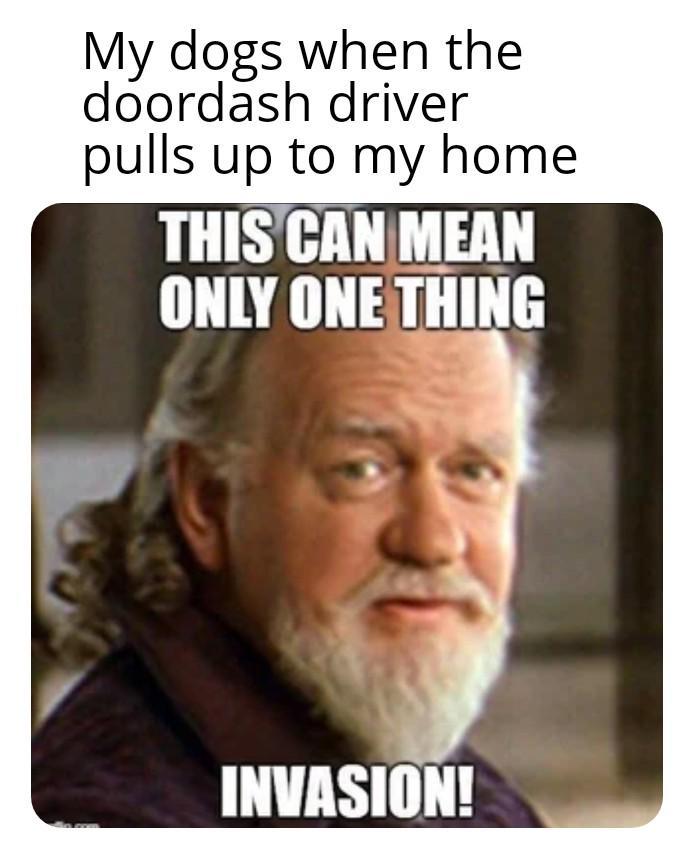 My dogs when the doordash driver pulls up to my home THIS CAN MEAN ONLY ONE THING INVASION!
