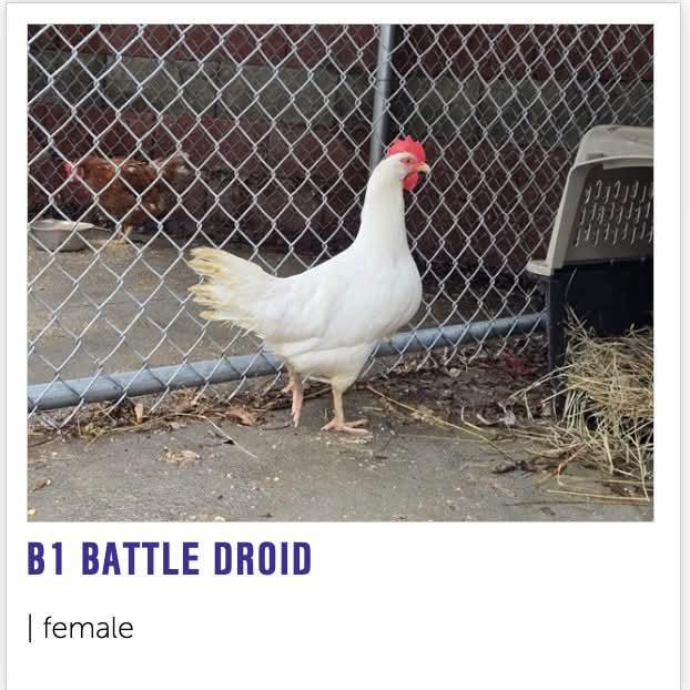 B1 BATTLE DROID | female