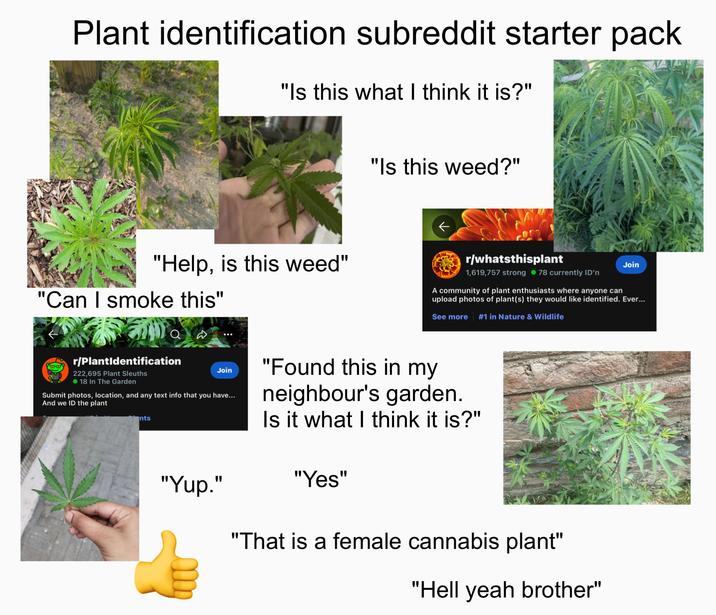 Plant identification subreddit starter pack "Is this what I think it is?" "Is this weed?" ← "Help, is this weed" "Can I smoke this" r/whatsthisplant Join 1,619,757 strong ⚫78 currently ID'n A community of plant enthusiasts where anyone can upload photos of plant(s) they would like identified. Ever... See more #1 in Nature & Wildlife r/PlantIdentification 222,695 Plant Sleuths 18 In The Garden Join Submit photos, location, and any text info that you have... And we ID the plant nts "Yup." "Found this in my neighbour's garden. Is it what I think it is?" "Yes" "That is a female cannabis plant" "Hell yeah brother"