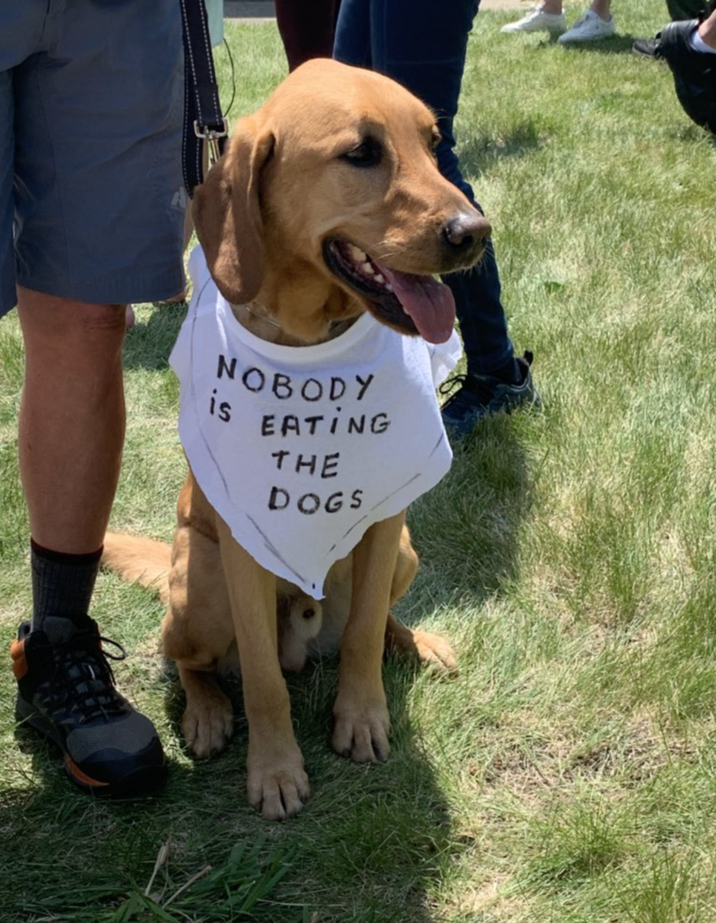 A photo of a "dog":https://knowyourmeme.com/memes/subcultures/dogs wearing a shirt reading, "Nobody is eating the dogs" at a June 2025 "No Kings" protest, referring to "Donald Trump's":https://knowyourmeme.com/memes/people/donald-trump quote, ""They're eating the dogs":https://knowyourmeme.com/memes/theyre-eating-the-dogs," about the "Haitian Immigrants Eating Pets and Geese Hoax":https://knowyourmeme.com/memes/events/haitian-immigrants-eating-pets-and-geese-hoax.