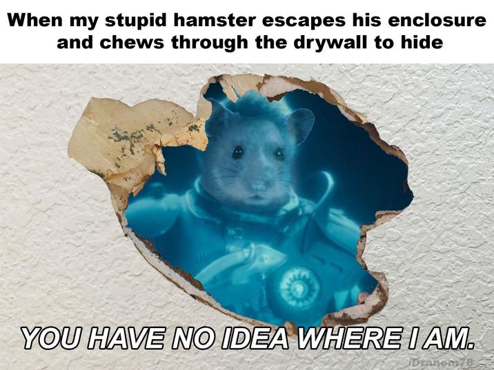When my stupid hamster escapes his enclosure and chews through the drywall to hide YOU HAVE NO IDEA WHERE I AM. Dranem78
