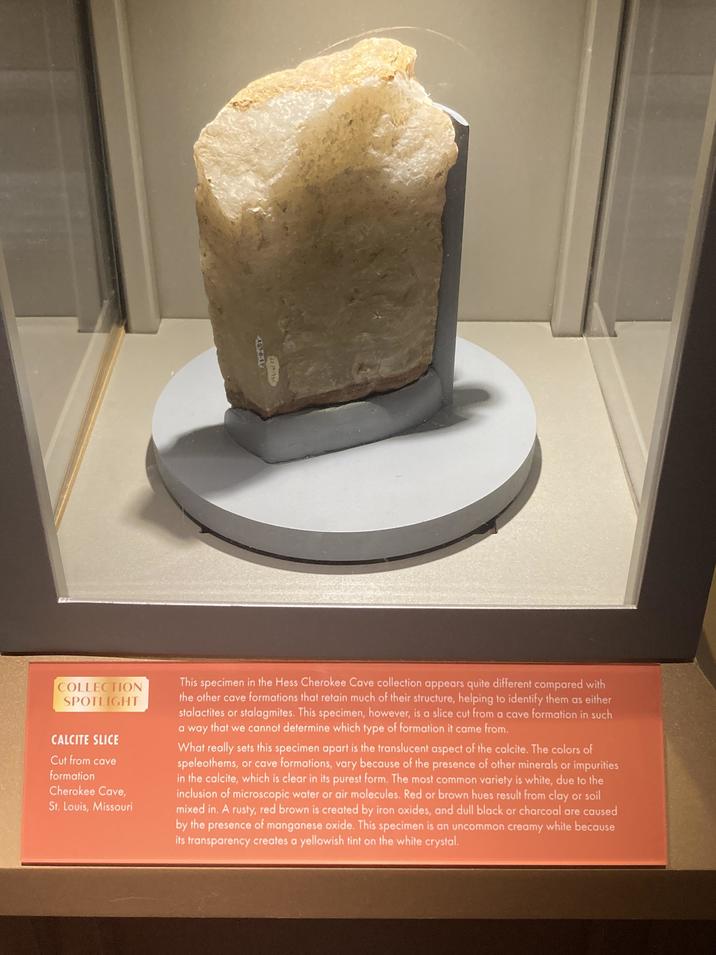 23-8-687 146-6617 COLLECTION SPOTLIGHT CALCITE SLICE Cut from cave formation Cherokee Cave, St. Louis, Missouri This specimen in the Hess Cherokee Cave collection appears quite different compared with the other cave formations that retain much of their structure, helping to identify them as either stalactites or stalagmites. This specimen, however, is a slice cut from a cave formation in such a way that we cannot determine which type of formation it came from. What really sets this specimen apart is the translucent aspect of the calcite. The colors of speleothems, or cave formations, vary because of the presence of other minerals or impurities in the calcite, which is clear in its purest form. The most common variety is white, due to the inclusion of microscopic water or air molecules. Red or brown hues result from clay or soil mixed in. A rusty, red brown is created by iron oxides, and dull black or charcoal are caused by the presence of manganese oxide. This specimen is an uncommon creamy white because its transparency creates a yellowish tint on the white crystal.