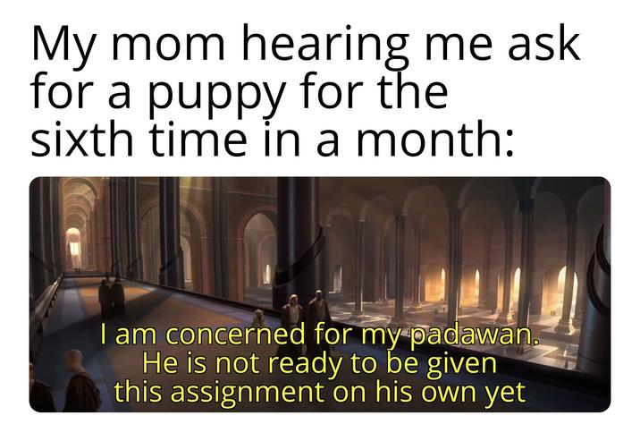 My mom hearing me ask for a puppy for the sixth time in a month: I am concerned for my padawan He is not ready to be given this assignment on his own yet
