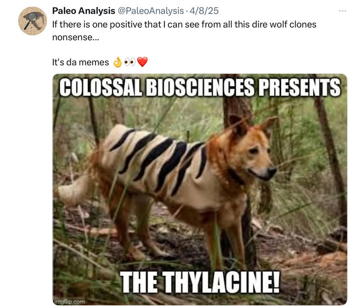 Paleo Analysis @PaleoAnalysis - 4/8/25 If there is one positive that I can see from all this dire wolf clones nonsense... It's da memes COLOSSAL BIOSCIENCES PRESENTS THE THYLACINE! imgflip.com