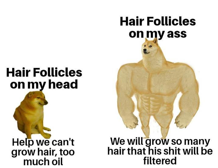 Hair Follicles on my head Hair Follicles on my ass Help we can't grow hair, too much oil We will grow so many hair that his s--- will be filtered