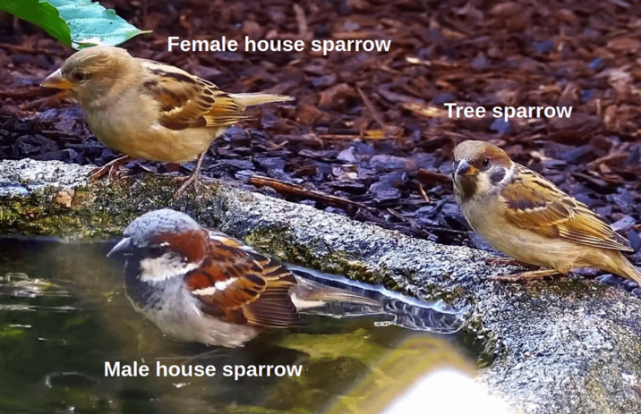 Female house sparrow Tree sparrow Male house sparrow