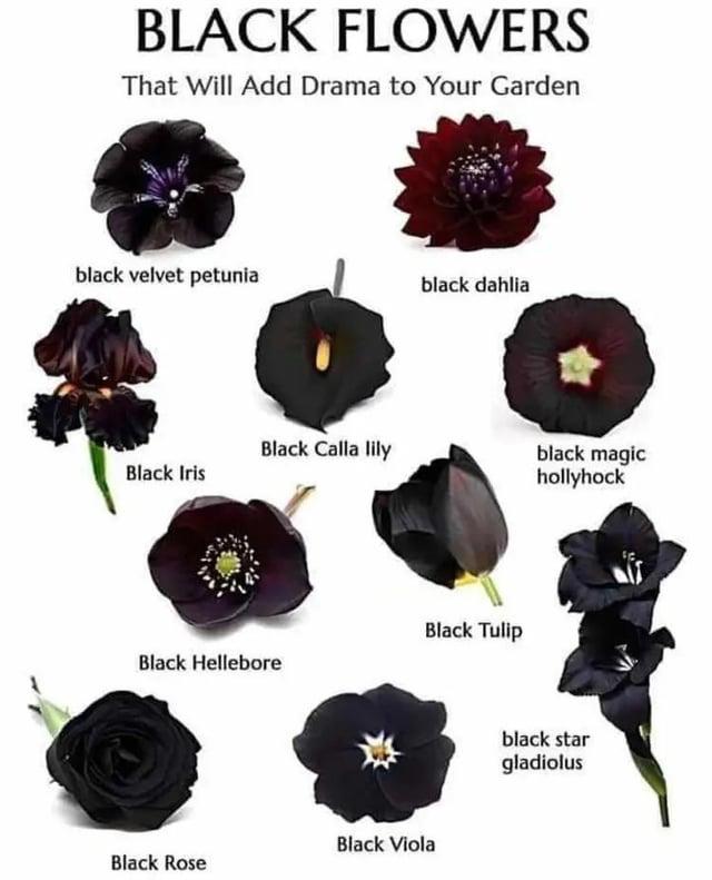 BLACK FLOWERS That Will Add Drama to Your Garden black velvet petunia black dahlia Black Calla lily Black Iris black magic hollyhock Black Tulip Black Hellebore Black Viola Black Rose black star gladiolus