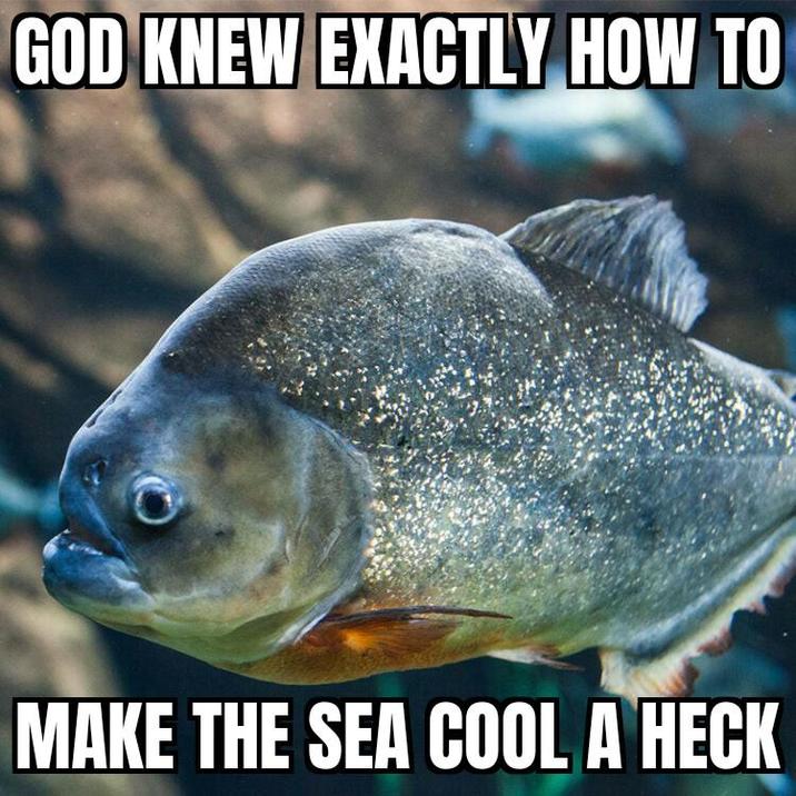 GOD KNEW EXACTLY HOW TO MAKE THE SEA COOL A HECK