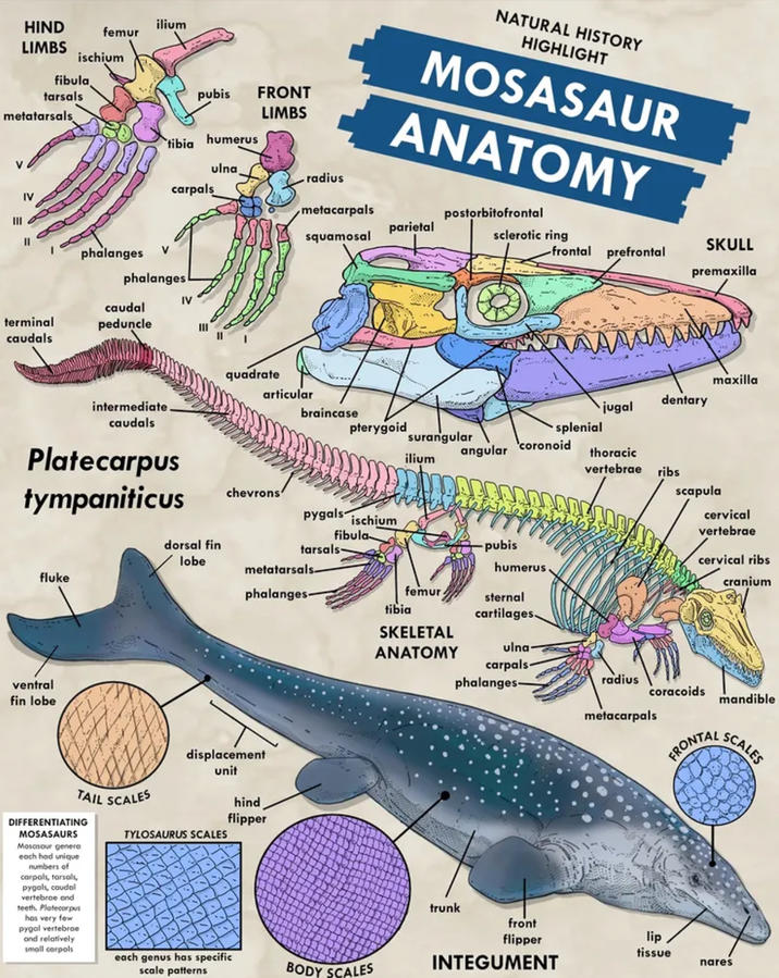 HIND LIMBS ischium fibula tarsals metatarsals ilium femur pubis FRONT LIMBS tibia humerus V ulna radius IV carpals NATURAL HISTORY HIGHLIGHT MOSASAUR ANATOMY metacarpals postorbitofrontal parietal squamosal sclerotic ring terminal caudals phalanges phalanges caudal peduncle IV V -frontal prefrontal SKULL premaxilla intermediate. caudals Platecarpus tympaniticus fluke ventral fin lobe quadrate maxilla articular braincase jugal dentary pterygoid splenial Surangular coronoid angular ilium thoracic vertebrae ribs chevrons Strat scapula pygals- ischium fibula dorsal fin tarsals pubis lobe metatarsals- humerus cervical vertebrae cervical ribs cranium phalanges- femur tibia sternal cartilages. SKELETAL ANATOMY ulna carpals- phalanges- radius coracoids mandible metacarpals displacement unit hind flipper TAIL SCALES DIFFERENTIATING MOSASAURS Mosasaur genera each had unique numbers of carpals, tarsals, pygals, caudal vertebrae and teeth. Platecarpus has very few Pygal vertebrae and relatively small carpals TYLOSAURUS SCALES each genus has specific scale patterns BODY SCALES FRONTAL SCALES trunk front flipper lip tissue INTEGUMENT nares
