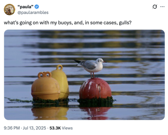 July 13th, 2025 tweet by @paularambles X user @paularambles tweeted an image of a seagull on a buoy alongside a caption that read, "what’s going on with my buoys, and, in some cases, gulls?" The tweet was inspired by a post by Donald Trump that began with the line, "What’s going on with my 'boys' and, in some cases, 'gals?'"