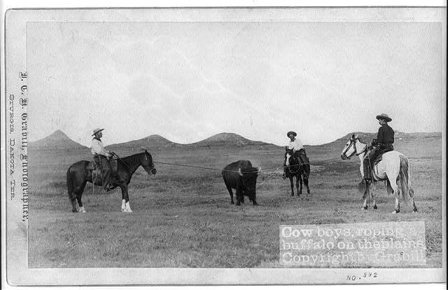 STURGIS, DAKOTA TER . . . Gravili, Photographer, Cow boys, roping buffalo on theplaine Copyrighty Grabill NO. 392
