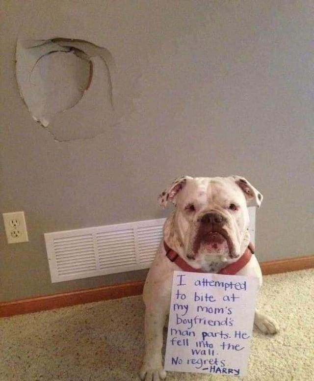 I attempted to bite at my mom's boyfriend's man parts. He fell into the wall. No regrets HARRY