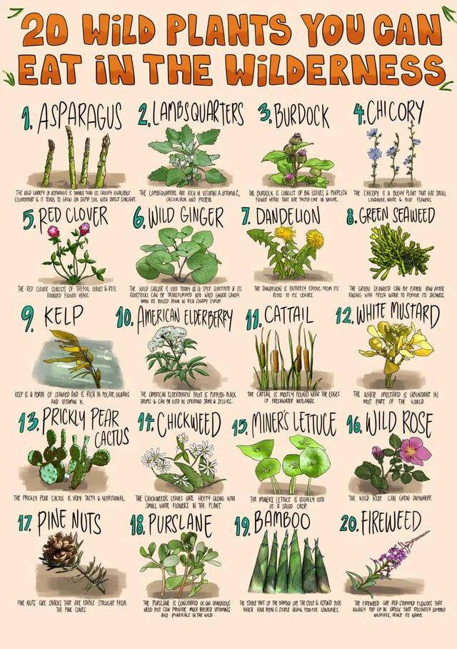 20 WILD PLANTS YOU CAN EAT IN THE 1. ASPARAGUS 2 LAMOS QUARTERS 3. BURDOCK 4.CHICORY WILDERNESS THE OLD LARETY OF APARGISTER THIS GROUPY AULROLE THE LAMBSQUARTERS ARE ROH W VITAMIN A VITAMIN C, THE DURDOCK & CONSUIT OF BIG LEAVERS & PURPLISH THE CHICOPY SA BUERY PLANT THAT ARE SMALL COU&ITS TO GROW ON DAPP SOL ATA DRECT SUNLIGHT CAROR AND PR POWER HEROS THAT ARE T LANDER WHITE & FLOWERS 5. RED CLOVER WILD GINGER 7. DANDELION 8. GREEN SEAWEED THE RED CLOVER CORDS OF TREFOIL LEAVES & RER ROADED FOR THE OLD GANGERED TOORY OF SPEE SCE ROCKS CAN TRANSFORMED TO WED GINGER CANDY EN OLED ON READY SYFUR THE DANDELION IS ENTIRELY EDIDIE FROM ITS TO LEAVES AFTER THE GREEN SEAWEED CAN BE EARN FADING WITH FRESHER TO REMOVE ITS SAUN 9. KELP 10. AMERICAN ELDERBERRY 19. CATTAIL 12. WHITE MUSTARD KELP IS FORM OF AED AND RICH IN FOLIE UNS AND VITAMIN K TOMERICAN ELDERDRY FRUIT IS PURPLICH-BLACK THE CATTAIL IS MOSTLY FOUND NEAR THE EDGES PROPES CAN BE USED IN CREATING SA JELLIES. OF PRESATER LANDS THE WHITE MUSTARD IS ABUNDANT IN MOST PART OF THE WORLD 13. PRICKLY PEAR 14 CHICKWEED 15. MINER'S LETTUCE 96. WILD ROSE CACTUS THE PRICKLY PEAR CACRES IS VERY TACTY NUTRITIONAL THE CHICKNEEDS LEAVES ORE HEFTY CLONG TH SMALL WE FLOWERS IN THE PLANT THE MINERS LETTUCE IS USUALLY USED ACA SALID CROP THE WILD ROSE CAN GROW WHERE 12 PINE NUTS & PURSLANE 19 BAMBOO 20. FIREWEED 18. PINE NUTS ORE SNACKS THAT ARE EDIBLE STRUGHT FROM THE FINE CONES MELD DUT CAN PROVIDE PUROLINE IS CONCOURED CONCIOUS DANS AND MINERALS IN THE WILD THE EDIBLE PART OF THE ADORE THE STOUT & ROTOND DUDS CHENGSTE GAN FOOD FOR INJURIES THE FIRENCED OR FLD STED FLOWERS THAT VRILY POP UP IN OFIOS TAST RECENTLY SPEED