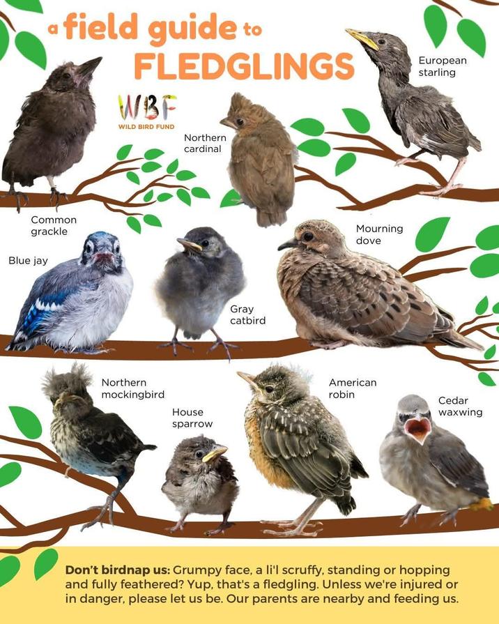 field guide to FLEDGLINGS WBF WILD BIRD FUND Northern cardinal European starling Common grackle Blue jay Northern mockingbird House sparrow Gray catbird Mourning dove American robin Cedar waxwing Don't birdnap us: Grumpy face, a li'l scruffy, standing or hopping and fully feathered? Yup, that's a fledgling. Unless we're injured or in danger, please let us be. Our parents are nearby and feeding us.