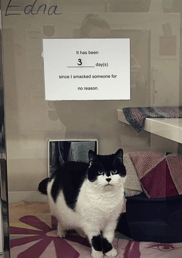 Edna It has been 3 day(s) since I smacked someone for no reason.