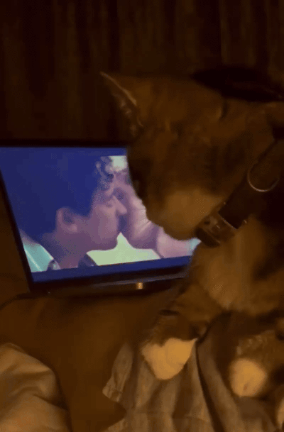 The original "GIF":https://knowyourmeme.com/memes/cultures/gif of the Homophic Cat image, showing a "cat":https://knowyourmeme.com/memes/subcultures/cats looking displeased and giving a "side-eye":https://knowyourmeme.com/memes/side-eye expression over the "gay":https://knowyourmeme.com/memes/cultures/lgbtq kissing scene in the 2024 film "_Challengers_":https://knowyourmeme.com/memes/subcultures/challengers-2024-film. The cat's nickname was based on the "Homophobic Dog":https://knowyourmeme.com/memes/homophobic-dog-not-too-fond-of-gay-people meme.