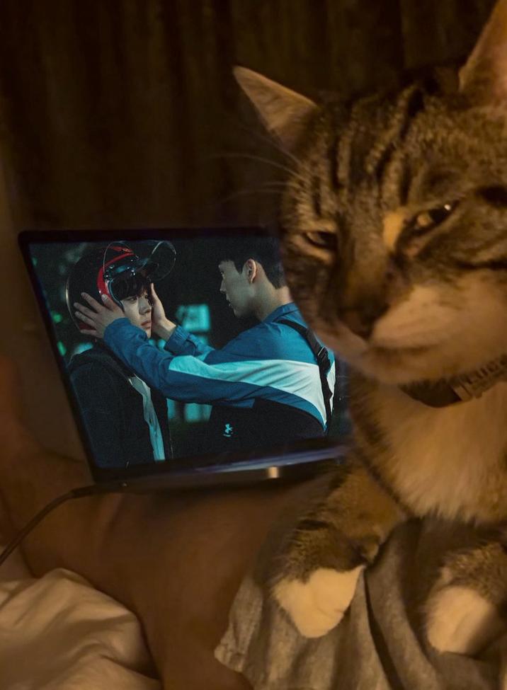 An "exploited":https://knowyourmeme.com/memes/exploitables version of the Homophobic Cat "meme":https://knowyourmeme.com/memes/memes, showing the cat "side-eyeing":https://knowyourmeme.com/memes/side-eye a scene in the Korean TV show _Weak Hero_.