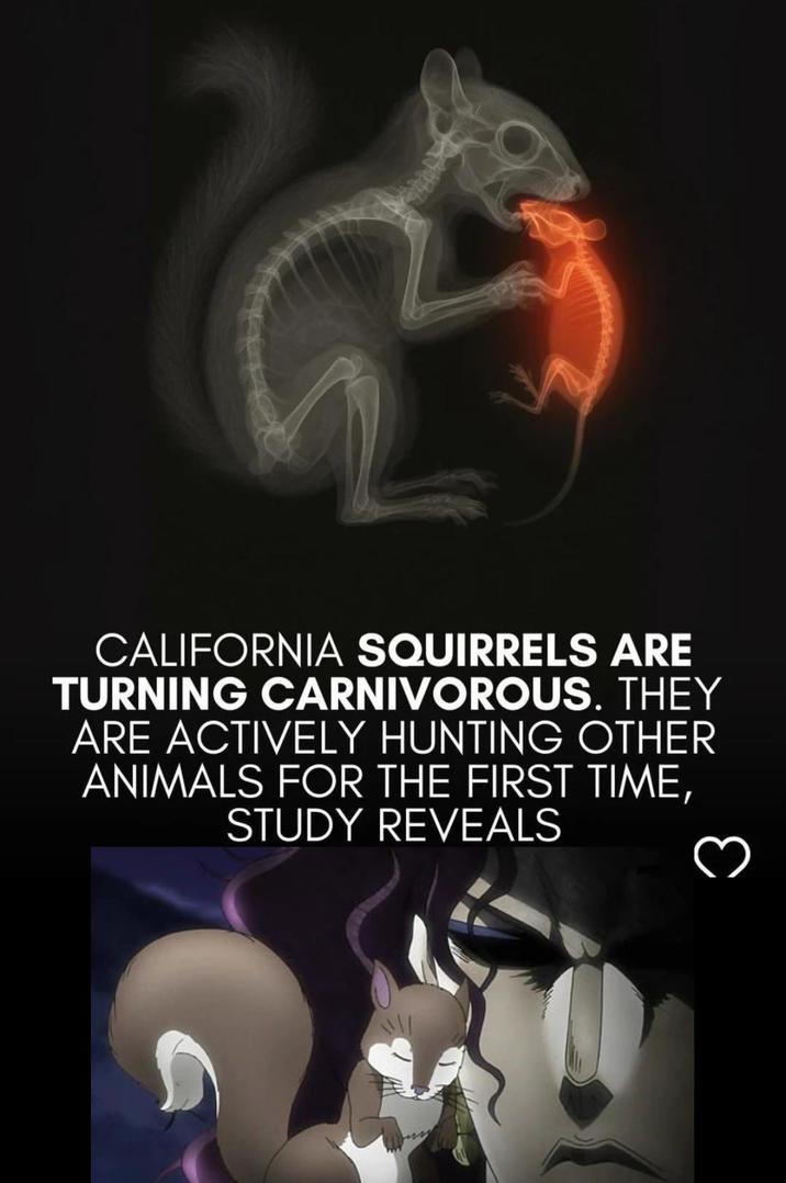 CALIFORNIA SQUIRRELS ARE TURNING CARNIVOROUS. THEY ARE ACTIVELY HUNTING OTHER ANIMALS FOR THE FIRST TIME, STUDY REVEALS 3