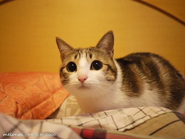 The original Photo taken of melonpi posted August 26 2013 and posted to tumblr. This photo would later be used to create one of the original meowls.